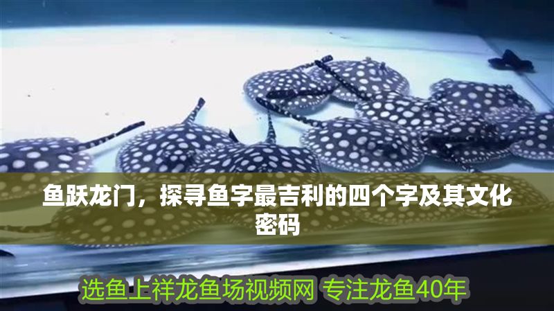 魚躍龍門，探尋魚字最吉利的四個字及其文化密碼 魚躍龍門，探尋魚字最吉利的四個字及其文化密碼 龍魚百科 第1張