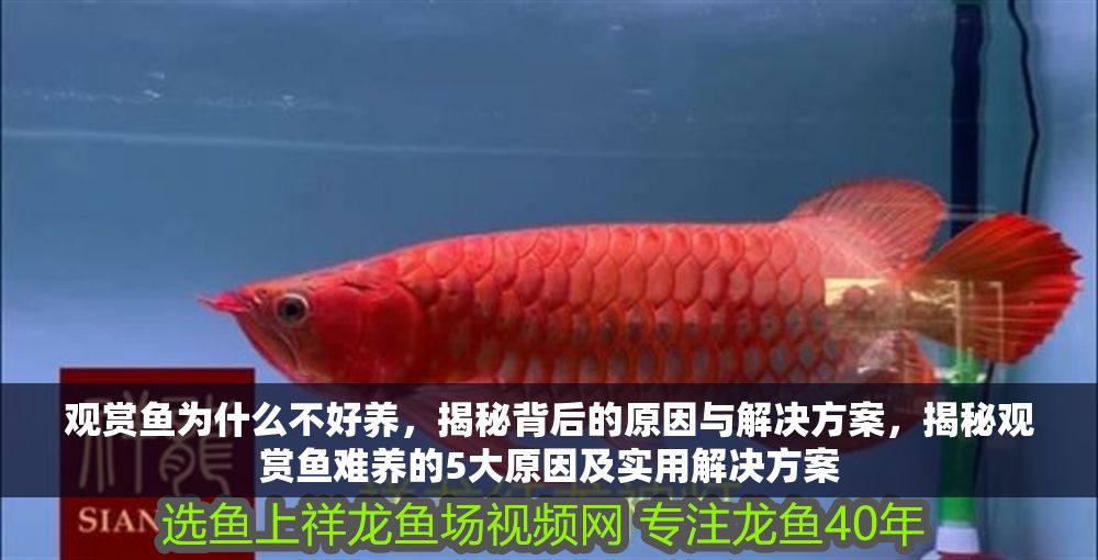 觀賞魚為什么不好養，揭秘背后的原因與解決方案，揭秘觀賞魚難養的5大原因及實用解決方案