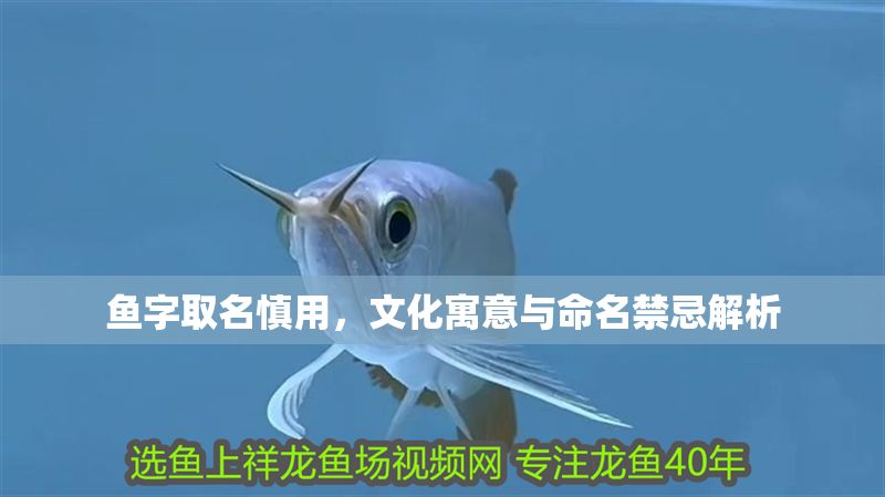 魚字取名慎用，文化寓意與命名禁忌解析 魚字取名慎用，文化寓意與命名禁忌解析 龍魚百科 第1張