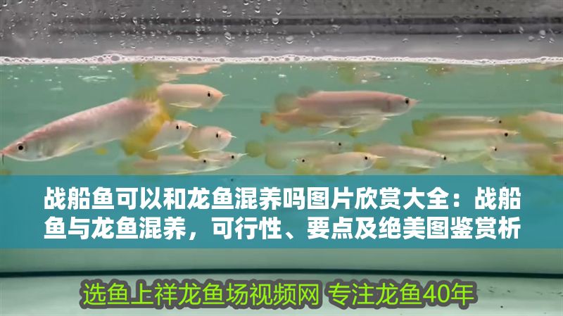 戰(zhàn)船魚可以和龍魚混養(yǎng)嗎圖片欣賞大全：戰(zhàn)船魚與龍魚混養(yǎng)，可行性、要點(diǎn)及絕美圖鑒賞析