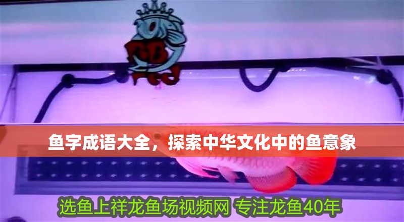 魚字成語大全,探索中華文化中的魚意象 龍魚百科 第1張 魚字成語大全,探索中華文化中的魚意象 魚字成語大全,探索中華文化中的魚意象 龍魚百科 第1張