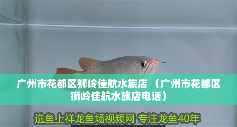 廣州市花都區(qū)獅嶺佳航水族店 （廣州市花都區(qū)獅嶺佳航水族店電話） 廣州市花都區(qū)獅嶺佳航水族店 （廣州市花都區(qū)獅嶺佳航水族店電話） 全國水族館企業(yè)名錄