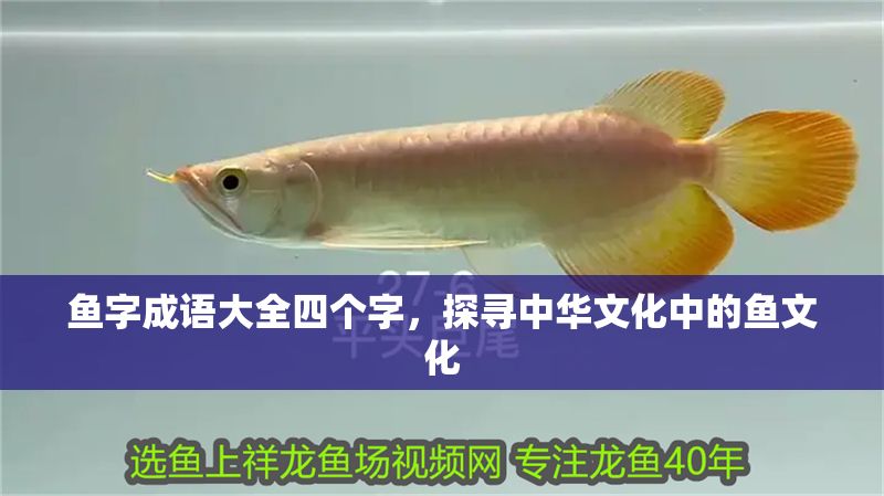 魚字成語大全四個字，探尋中華文化中的魚文化