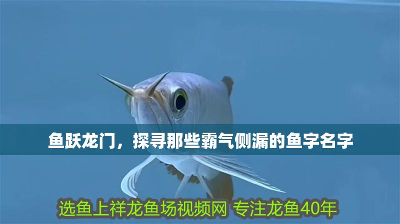 魚躍龍門，探尋那些霸氣側漏的魚字名字