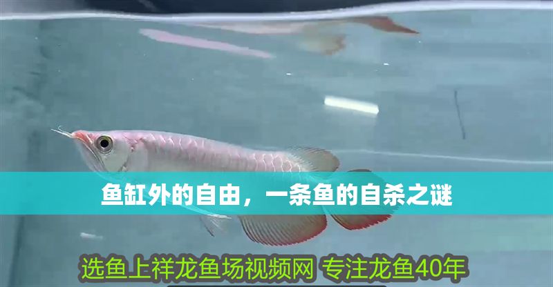魚缸外的自由，一條魚的自殺之謎