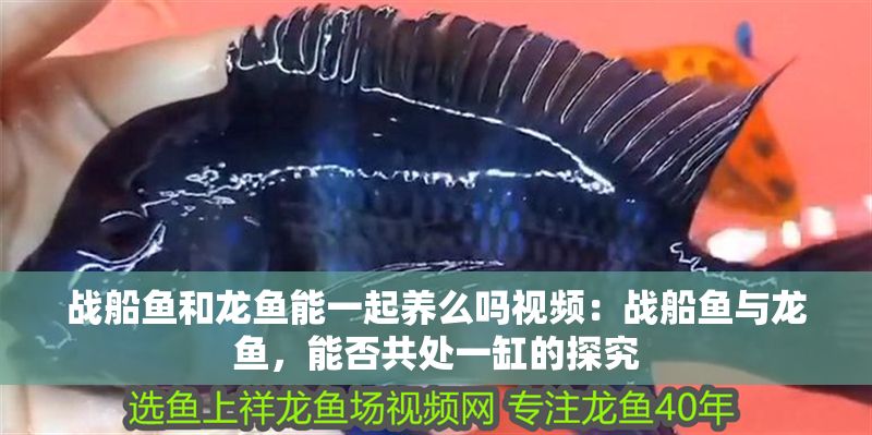 戰(zhàn)船魚和龍魚能一起養(yǎng)么嗎視頻：戰(zhàn)船魚與龍魚，能否共處一缸的探究