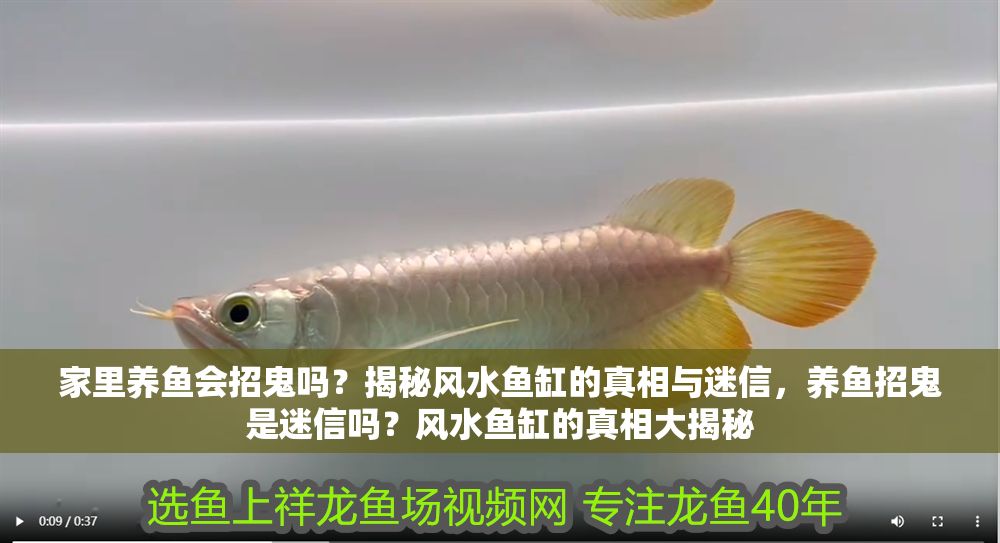 家里養魚會招鬼嗎？揭秘風水魚缸的真相與迷信，養魚招鬼是迷信嗎？風水魚缸的真相大揭秘