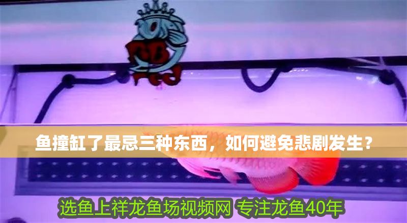 魚撞缸了最忌三種東西，如何避免悲劇發生？