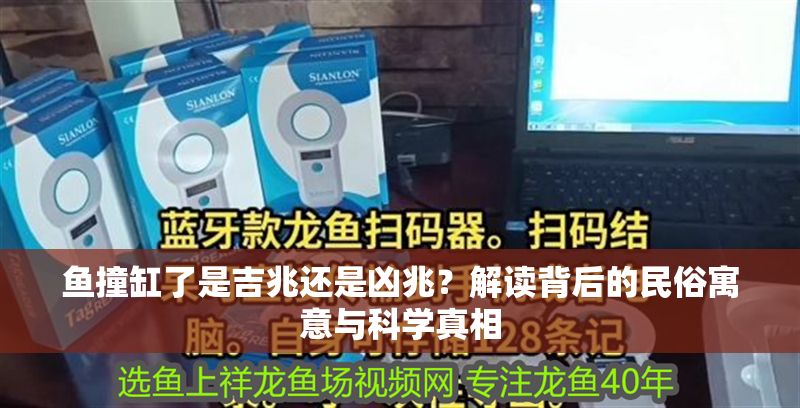 魚撞缸了是吉兆還是兇兆？解讀背后的民俗寓意與科學真相
