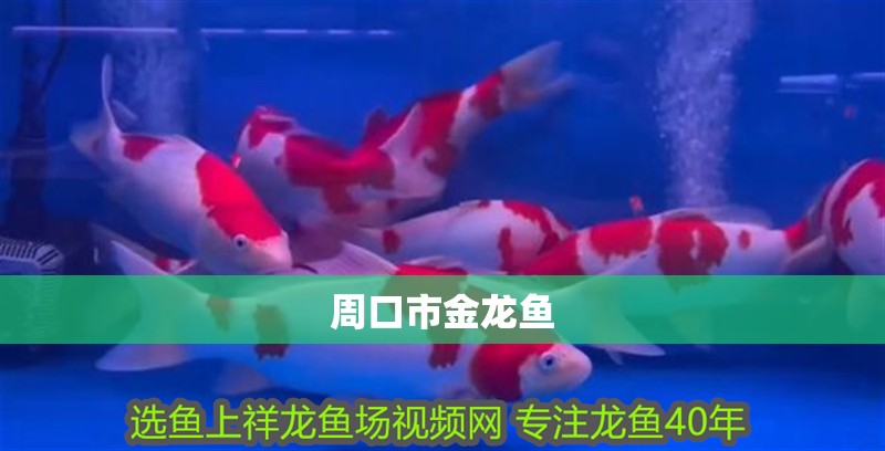 周口市金龍魚