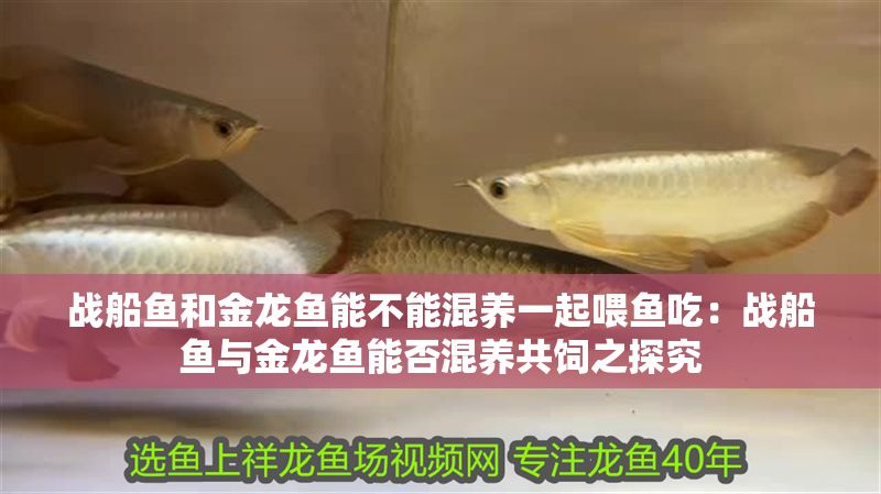 戰(zhàn)船魚(yú)和金龍魚(yú)能不能混養(yǎng)一起喂魚(yú)吃：戰(zhàn)船魚(yú)與金龍魚(yú)能否混養(yǎng)共飼之探究