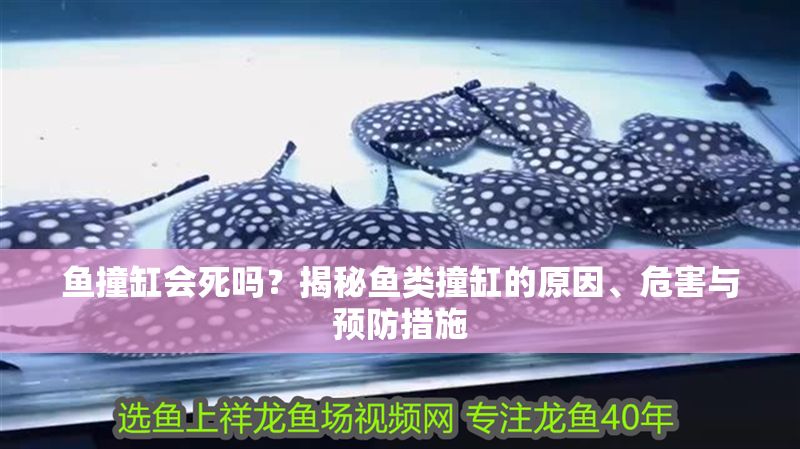 魚撞缸會死嗎？揭秘魚類撞缸的原因、危害與預防措施 魚撞缸會死嗎？揭秘魚類撞缸的原因、危害與預防措施 龍魚百科 第1張