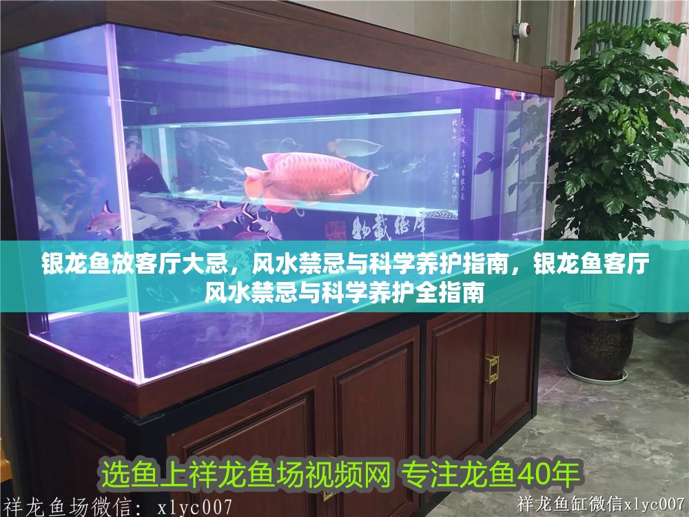 銀龍魚放客廳大忌，風水禁忌與科學養護指南，銀龍魚客廳風水禁忌與科學養護全指南