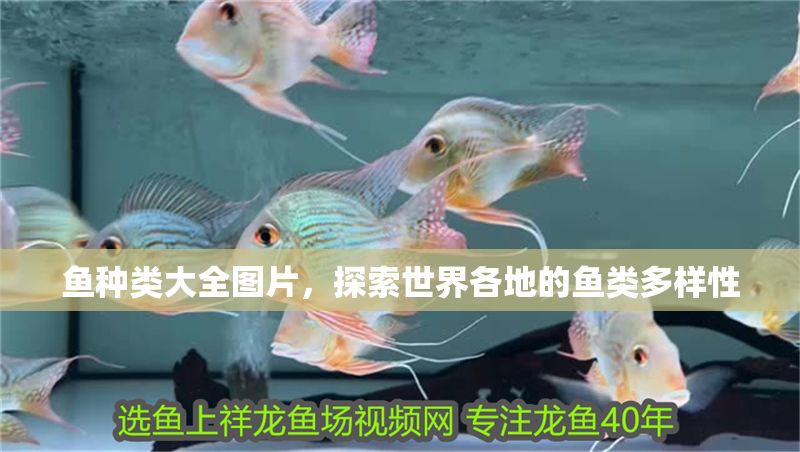 魚種類大全圖片，探索世界各地的魚類多樣性