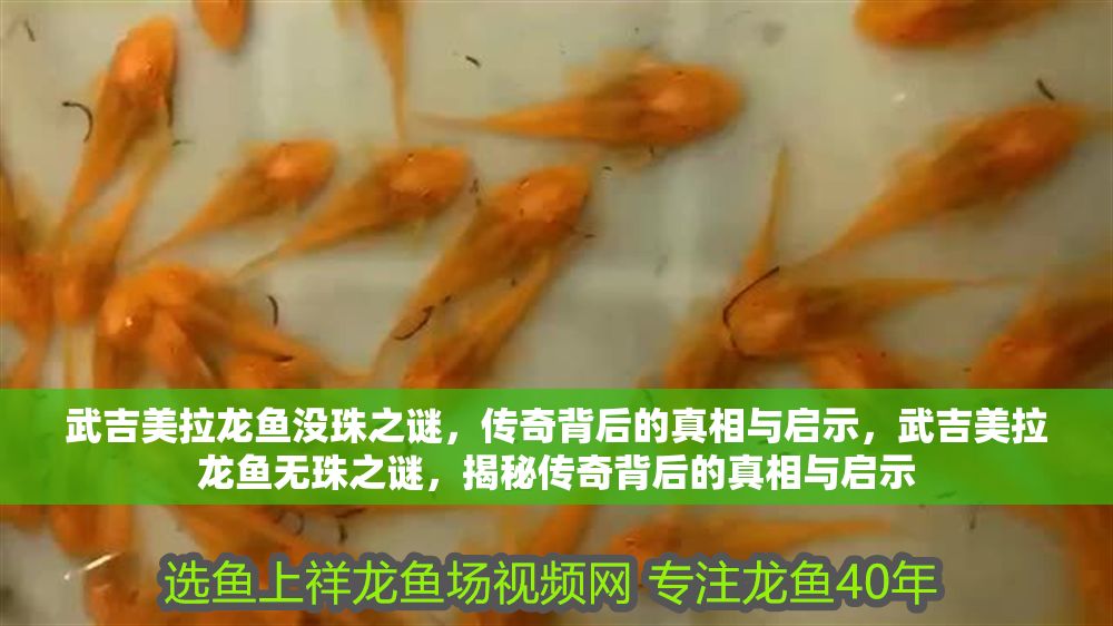 武吉美拉龍魚沒珠之謎，傳奇背后的真相與啟示，武吉美拉龍魚無珠之謎，揭秘傳奇背后的真相與啟示