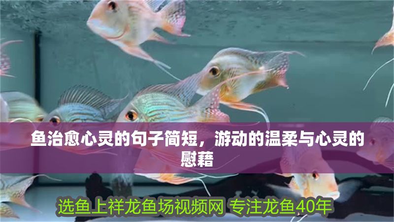 魚治愈心靈的句子簡(jiǎn)短,游動(dòng)的溫柔與心靈的慰藉 龍魚百科 第1張 魚治愈心靈的句子簡(jiǎn)短,游動(dòng)的溫柔與心靈的慰藉 魚治愈心靈的句子簡(jiǎn)短,游動(dòng)的溫柔與心靈的慰藉 龍魚百科 第1張