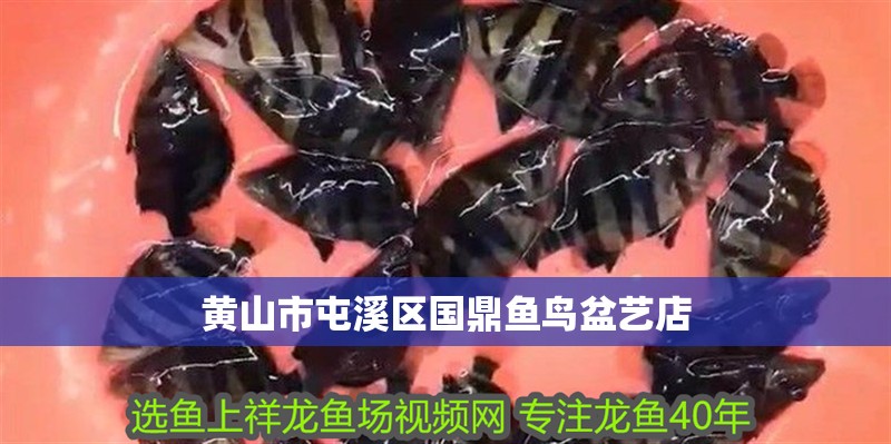 黃山市屯溪區(qū)國鼎魚鳥盆藝店