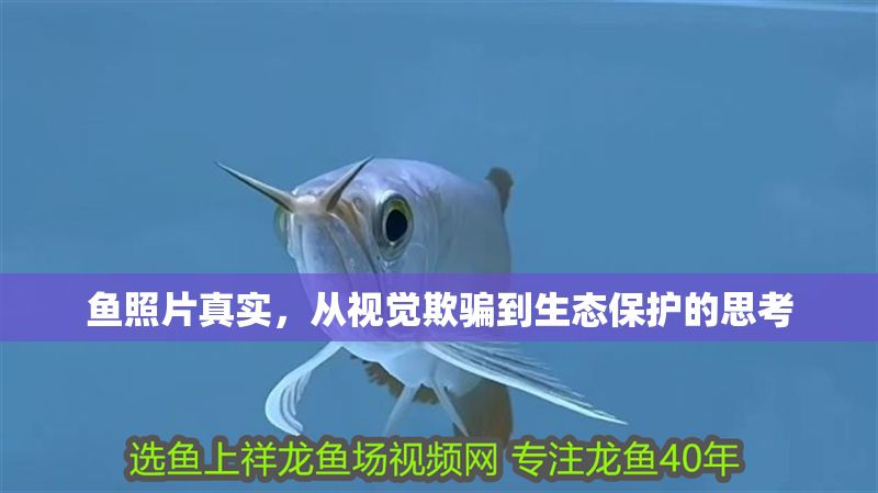 魚照片真實，從視覺欺騙到生態保護的思考 魚照片真實，從視覺欺騙到生態保護的思考 龍魚百科 第1張