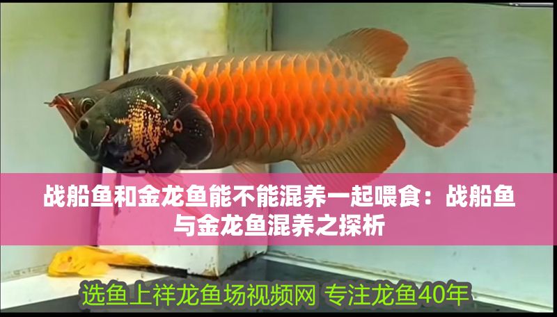 戰船魚和金龍魚能不能混養一起喂食：戰船魚與金龍魚混養之探析