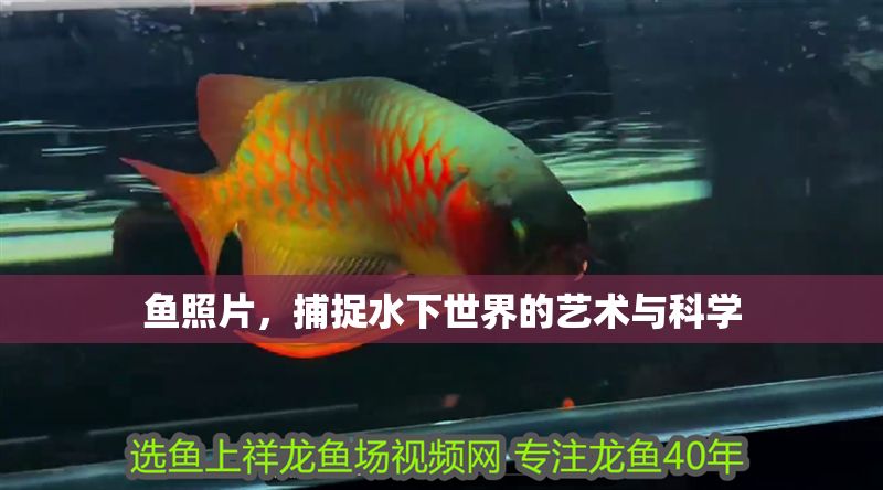 魚照片，捕捉水下世界的藝術與科學
