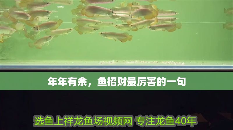 年年有余，魚招財最厲害的一句 年年有余，魚招財最厲害的一句 龍魚百科 第1張