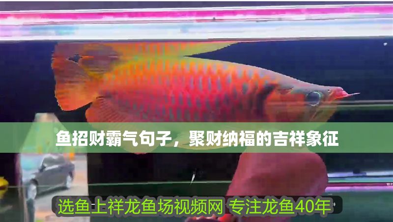 魚招財霸氣句子，聚財納福的吉祥象征