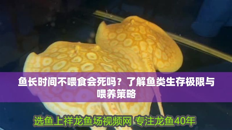 魚長時(shí)間不喂食會(huì)死嗎？了解魚類生存極限與喂養(yǎng)策略