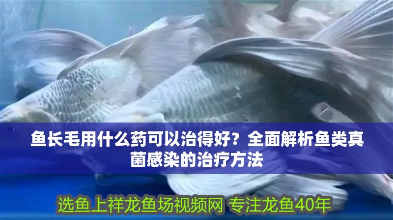 魚(yú)長(zhǎng)毛用什么藥可以治得好?全面解析魚(yú)類真菌感染的治療方法 龍魚(yú)百科 第1張 魚(yú)長(zhǎng)毛用什么藥可以治得好?全面解析魚(yú)類真菌感染的治療方法 魚(yú)長(zhǎng)毛用什么藥可以治得好?全面解析魚(yú)類真菌感染的治療方法 龍魚(yú)百科 第1張