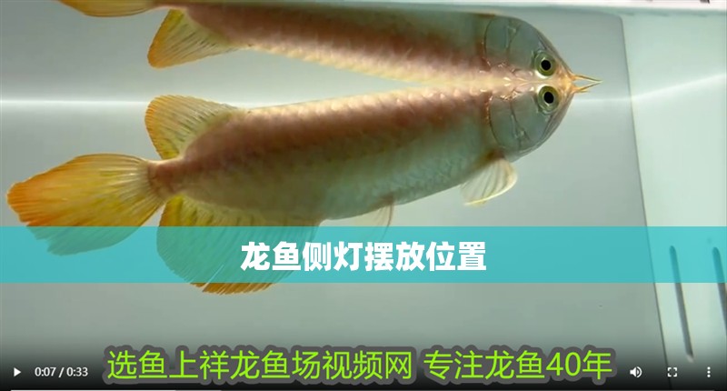 龍魚側(cè)燈擺放位置 龍魚側(cè)燈擺放位置 龍魚百科