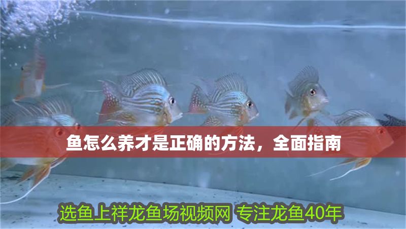 魚怎么養才是正確的方法，全面指南