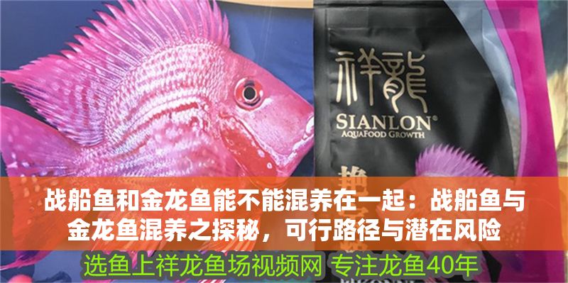 戰船魚和金龍魚能不能混養在一起:戰船魚與金龍魚混養之探秘,可行路徑與潛在風險 龍魚百科 第1張 戰船魚和金龍魚能不能混養在一起:戰船魚與金龍魚混養之探秘,可行路徑與潛在風險 戰船魚和金龍魚能不能混養在一起:戰船魚與金龍魚混養之探秘,可行路徑與潛在風險 龍魚百科 第1張