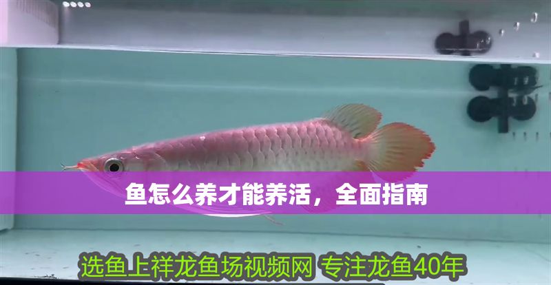 魚(yú)怎么養(yǎng)才能養(yǎng)活，全面指南