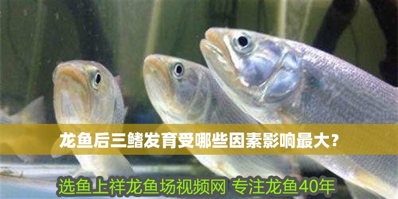 龍魚后三鰭發育受哪些因素影響最大？