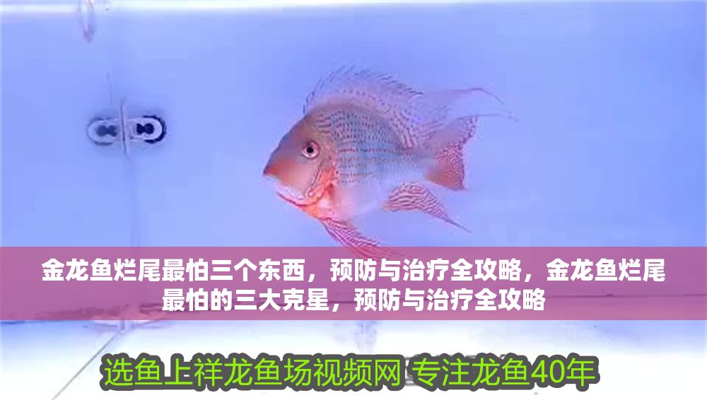 金龍魚爛尾最怕三個東西，預防與治療全攻略，金龍魚爛尾最怕的三大克星，預防與治療全攻略
