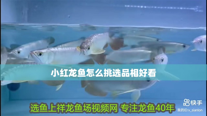 小紅龍魚怎么挑選品相好看