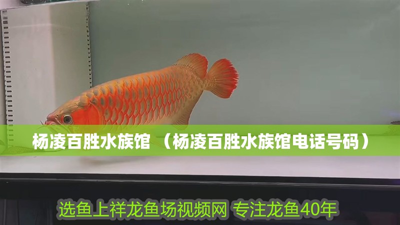 楊凌百勝水族館 （楊凌百勝水族館電話號碼）