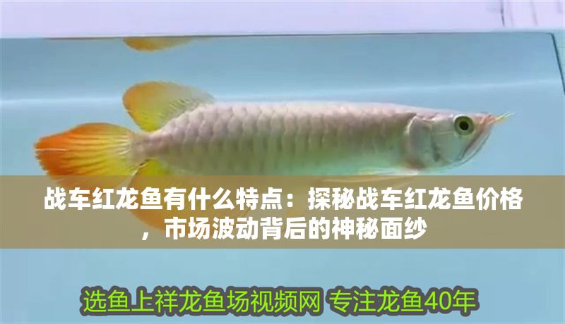 戰車紅龍魚有什么特點：探秘戰車紅龍魚價格，市場波動背后的神秘面紗