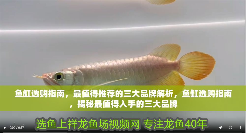 魚缸選購指南，最值得推薦的三大品牌解析，魚缸選購指南，揭秘最值得入手的三大品牌