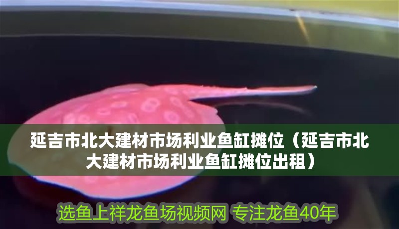 虎魚天天黑來點(diǎn)赤瞳黃金 延吉市北大建材市場利業(yè)魚缸攤位(延吉市北大建材市場利業(yè)魚缸攤位出租) 全國水族館企業(yè)名錄 延吉市北大建材市場利業(yè)魚缸攤位(延吉市北大建材市場利業(yè)魚缸攤位出租) 延吉市北大建材市場利業(yè)魚缸攤位(延吉市北大建材市場利業(yè)魚缸攤位出租) 全國水族館企業(yè)名錄