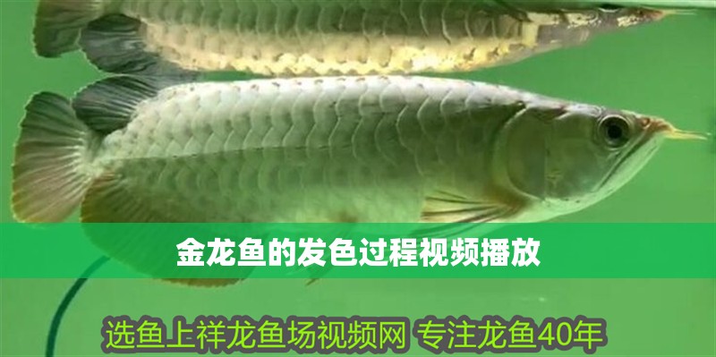 金龍魚的發色過程視頻播放