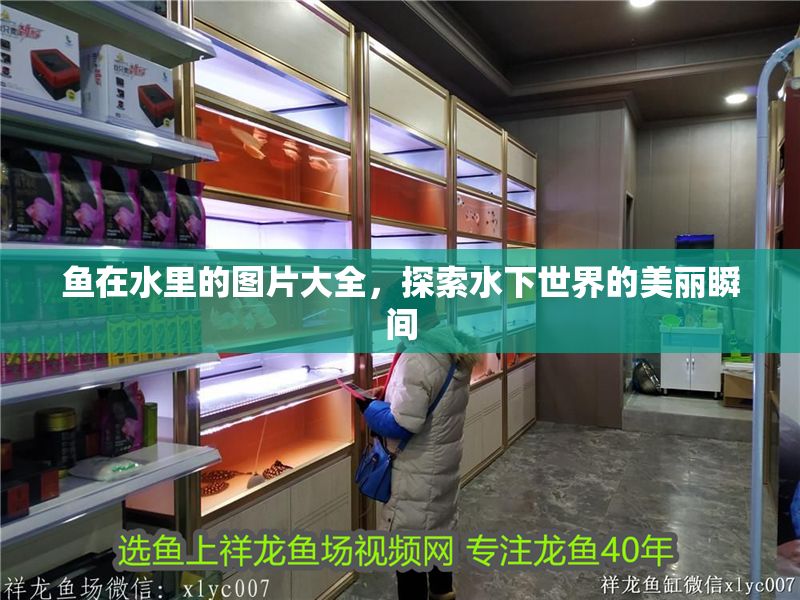 魚在水里的圖片大全，探索水下世界的美麗瞬間