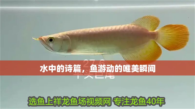 水中的詩篇，魚游動的唯美瞬間