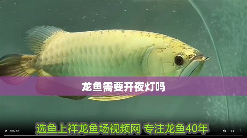 龍魚需要開夜燈嗎
