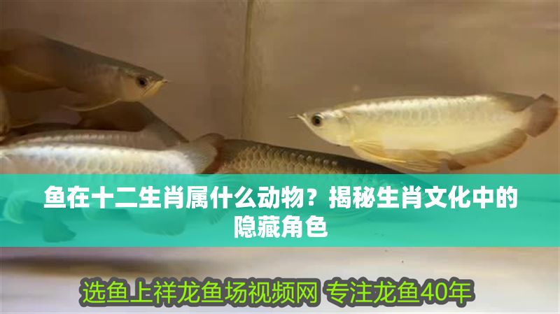 魚在十二生肖屬什么動物？揭秘生肖文化中的隱藏角色