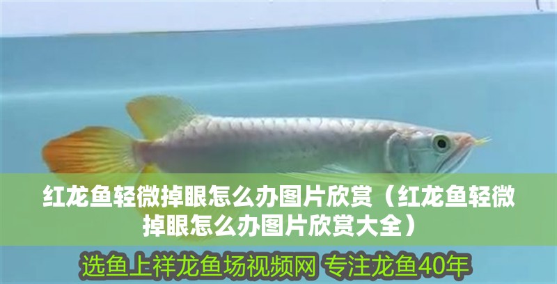 紅龍魚輕微掉眼怎么辦圖片欣賞（紅龍魚輕微掉眼怎么辦圖片欣賞大全）