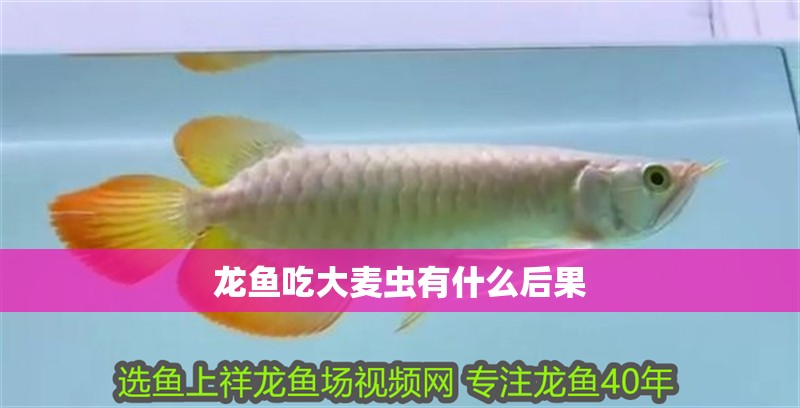 龍魚吃大麥蟲有什么后果