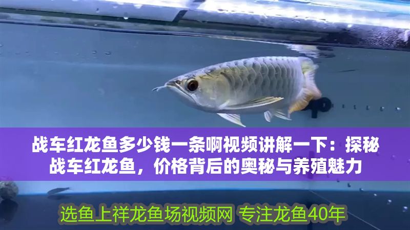 戰(zhàn)車紅龍魚多少錢一條啊視頻講解一下：探秘戰(zhàn)車紅龍魚，價格背后的奧秘與養(yǎng)殖魅力