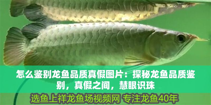 怎么鑒別龍魚品質真假圖片：探秘龍魚品質鑒別，真假之間，慧眼識珠