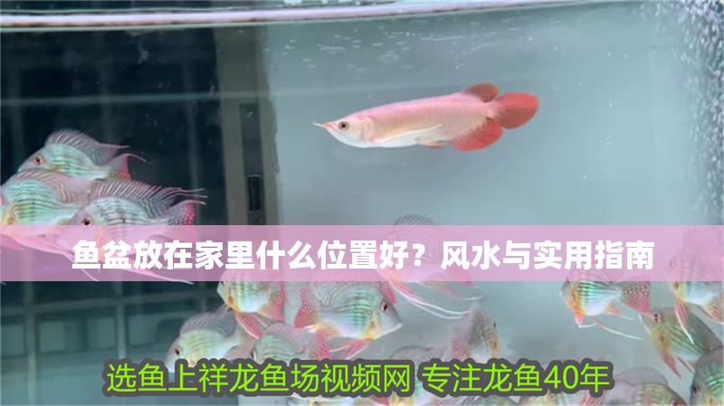 魚盆放在家里什么位置好？風水與實用指南 魚盆放在家里什么位置好？風水與實用指南 龍魚百科 第1張