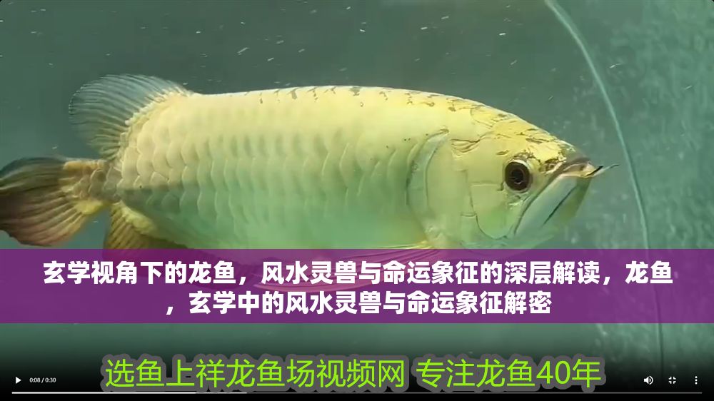 玄學視角下的龍魚，風水靈獸與命運象征的深層解讀，龍魚，玄學中的風水靈獸與命運象征解密